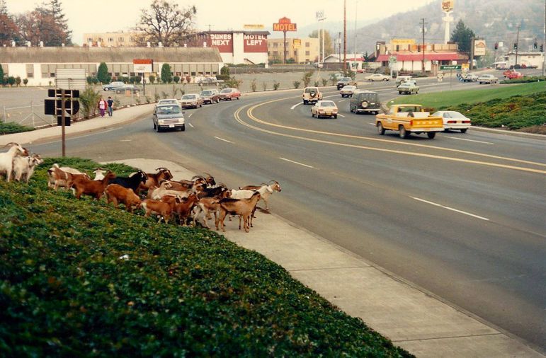 RoseburgOR1987.jpg